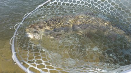 フィッシングレイクたかみや 釣果