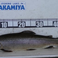 フィッシングレイクたかみや 釣果