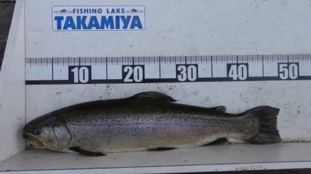 フィッシングレイクたかみや 釣果
