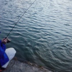 フィッシングレイクたかみや 釣果