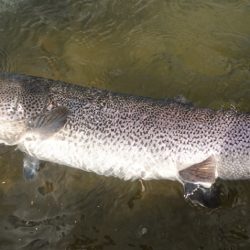 フィッシングレイクたかみや 釣果