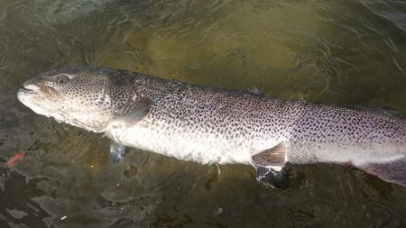 フィッシングレイクたかみや 釣果
