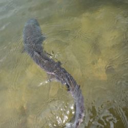 フィッシングレイクたかみや 釣果