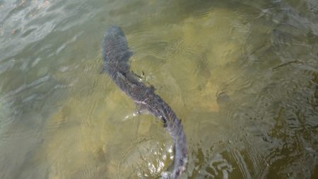 フィッシングレイクたかみや 釣果