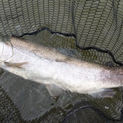 フィッシングレイクたかみや 釣果