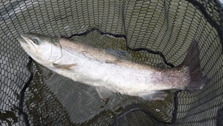 フィッシングレイクたかみや 釣果