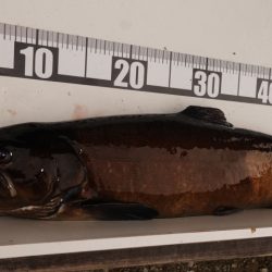 フィッシングレイクたかみや 釣果