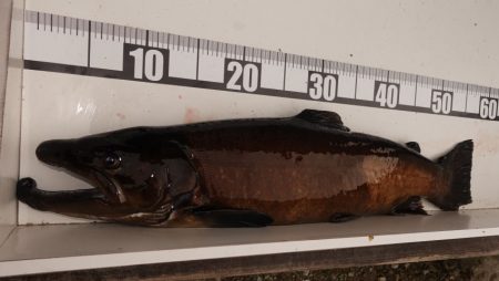 フィッシングレイクたかみや 釣果