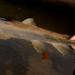 フィッシングレイクたかみや 釣果