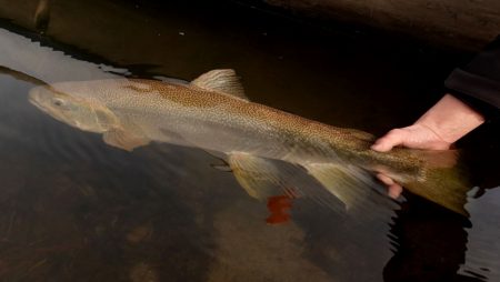 フィッシングレイクたかみや 釣果