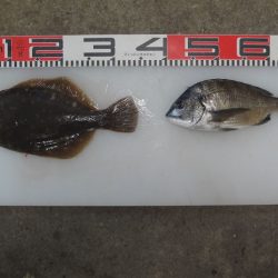 のとじま臨海公園海づりセンター 釣果