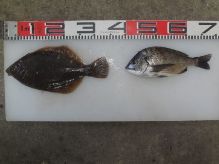 のとじま臨海公園海づりセンター 釣果