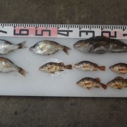 のとじま臨海公園海づりセンター 釣果