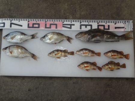 のとじま臨海公園海づりセンター 釣果