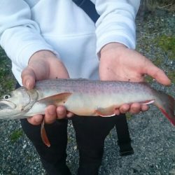 フィッシングエリア帝釈 釣果