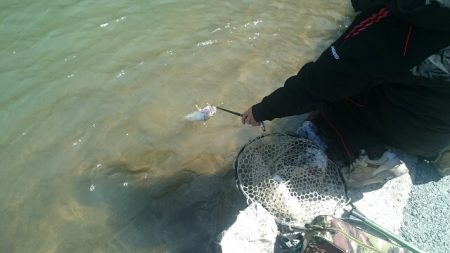 フィッシングエリア帝釈 釣果