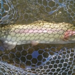 フィッシングエリア帝釈 釣果