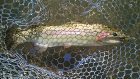 フィッシングエリア帝釈 釣果