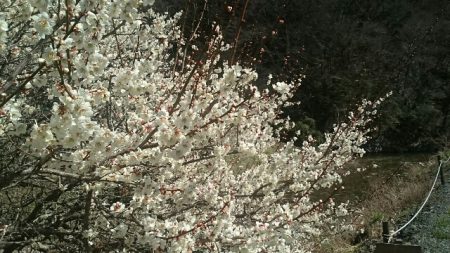 フィッシングエリア帝釈 釣果