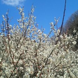 フィッシングエリア帝釈 釣果