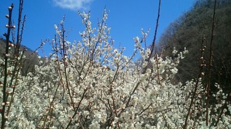 フィッシングエリア帝釈 釣果