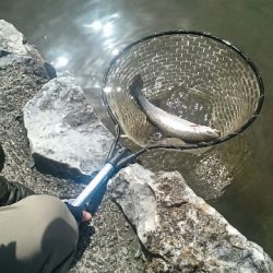 フィッシングエリア帝釈 釣果