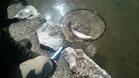 フィッシングエリア帝釈 釣果