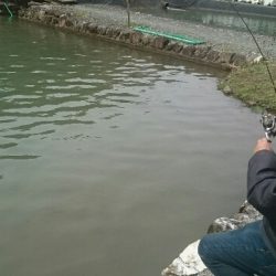 フィッシングエリア帝釈 釣果