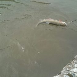 フィッシングエリア帝釈 釣果