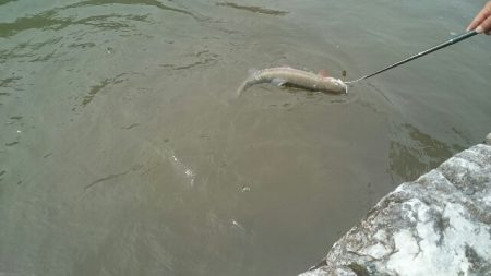 フィッシングエリア帝釈 釣果