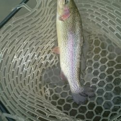 フィッシングエリア帝釈 釣果