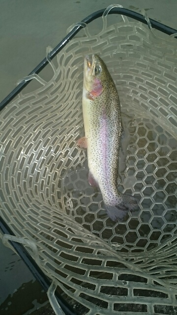 フィッシングエリア帝釈 釣果