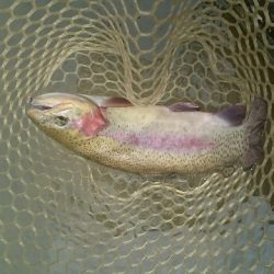 フィッシングエリア帝釈 釣果