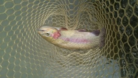 フィッシングエリア帝釈 釣果