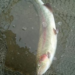 フィッシングエリア帝釈 釣果