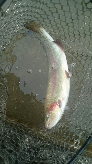 フィッシングエリア帝釈 釣果