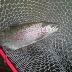 フィッシングエリア帝釈 釣果