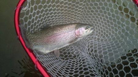 フィッシングエリア帝釈 釣果