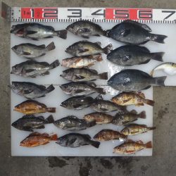 のとじま臨海公園海づりセンター 釣果