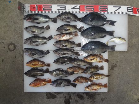 のとじま臨海公園海づりセンター 釣果