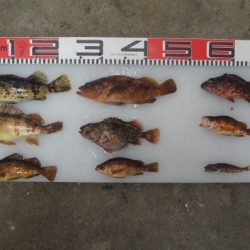 のとじま臨海公園海づりセンター 釣果