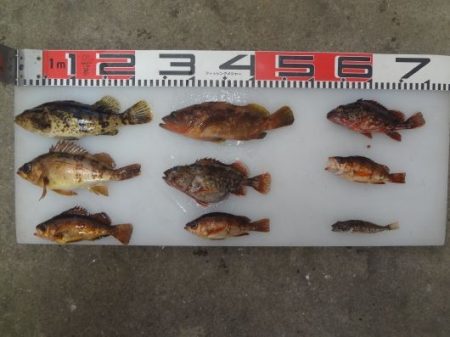 のとじま臨海公園海づりセンター 釣果