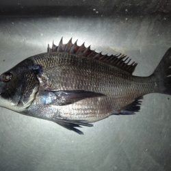 ふじや釣舟店 釣果