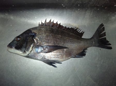 ふじや釣舟店 釣果