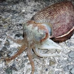 安定のコウイカ!