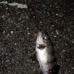 小雨でのメバリング