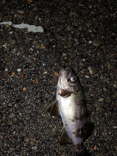 小雨でのメバリング