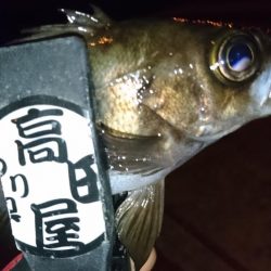 今夜もジグパラ