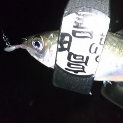 雨が上がったのでアジング！！