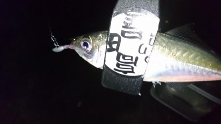 雨が上がったのでアジング！！